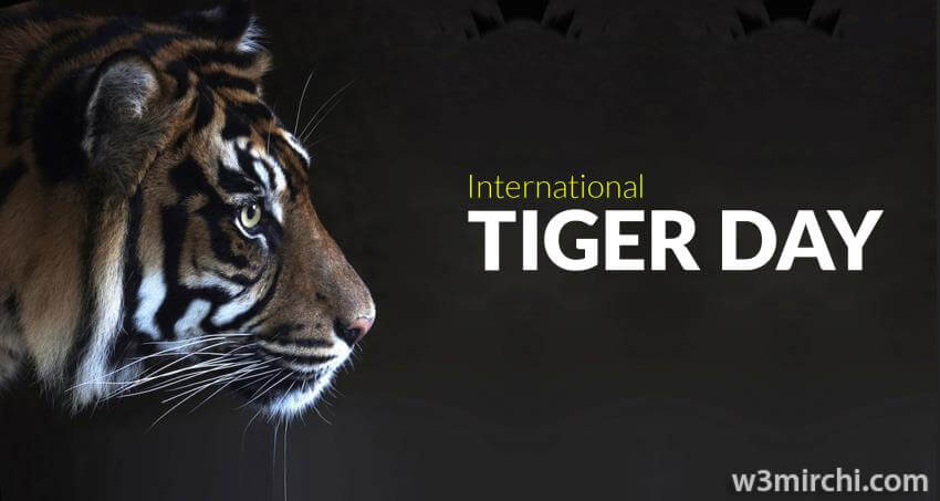 International Tiger Day Images.